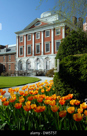 Tulipes au jardin à l'extérieur de New York Hospital de Philadelphie, Pennsylvanie. Banque D'Images