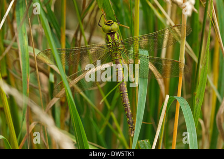 Hawker vert (Aeshna viridis) Femmes Banque D'Images