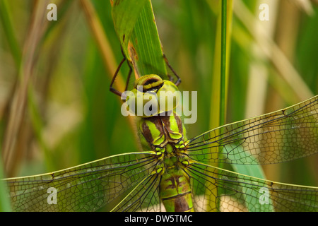 Hawker vert (Aeshna viridis) Femmes Banque D'Images