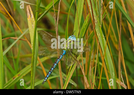 Hawker vert (Aeshna viridis) mâle Banque D'Images