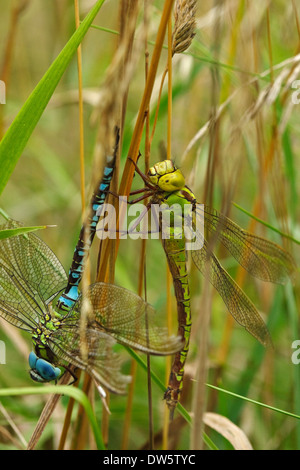 Hawker vert (Aeshna viridis) mâle et femelle Banque D'Images