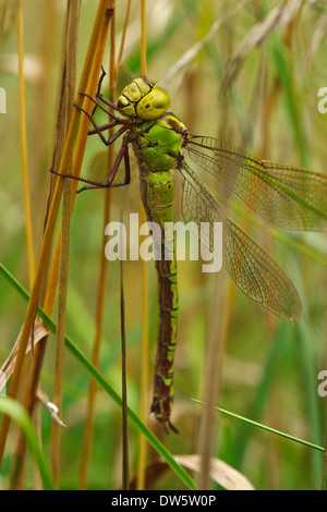 Hawker vert (Aeshna viridis) Femmes Banque D'Images