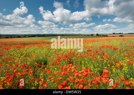 Coquelicots rouges sauvages sur une belle journée d'été, Dorset, Angleterre. L'été (juillet) 2013. Banque D'Images