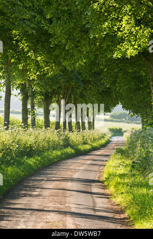 Route de campagne bordée d'arbres, Dorset, Angleterre. L'été (juillet) 2013. Banque D'Images