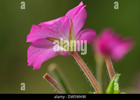 Grande floraison Willowherb (Epilobium hirsutum) Banque D'Images