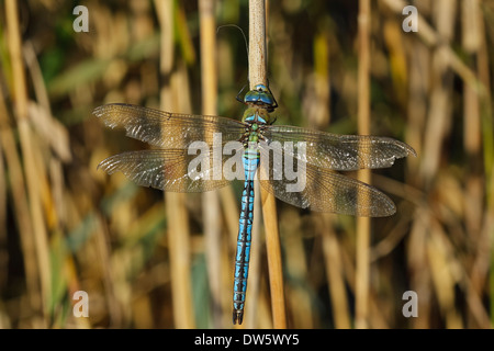 Libellule Anax imperator (empereur), homme Banque D'Images
