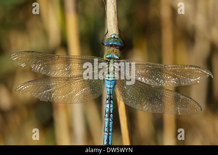 Libellule Anax imperator (empereur), homme Banque D'Images