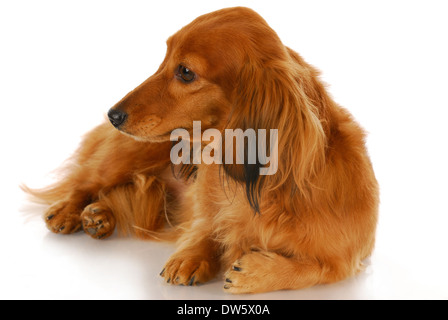 Mignon chien teckel poil long - fixant à la recherche sur le côté sur fond blanc Banque D'Images