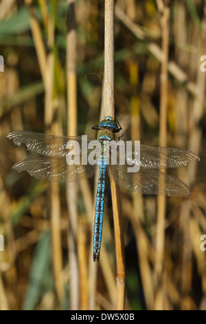Libellule Anax imperator (empereur), homme Banque D'Images