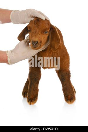 Soins vétérinaires - vétérinaire examiner chevreau sur fond blanc Banque D'Images