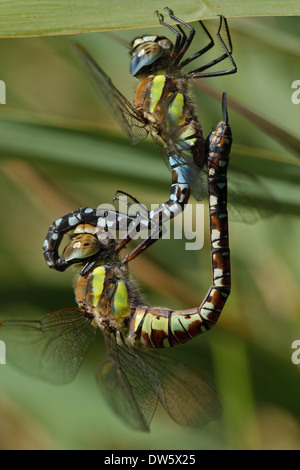 Hawker Migrants (Aeshna mixta), l'accouplement mâle et femelle Banque D'Images