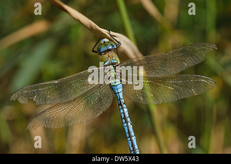 Libellule Anax imperator (empereur), homme Banque D'Images