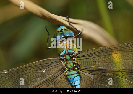 Libellule Anax imperator (empereur), homme Banque D'Images