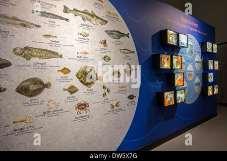 Espèces de poissons de la mer du Nord à l'affiche du parc à thème maritime Seafront Zeebrugge, Belgique Banque D'Images