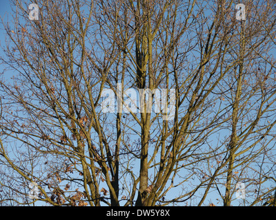 French Oak tree in winter / Quercus robur / Stiel-Eiche im Winter Banque D'Images