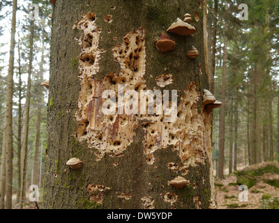 Vieux tronc de hêtre avec de nombreux trous de pic-bois et champignon Amadou Banque D'Images