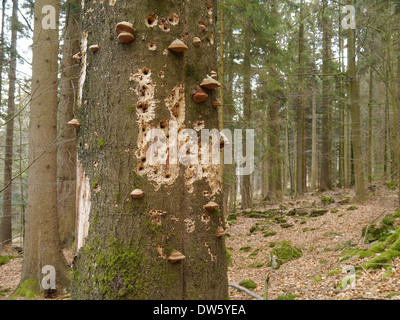 Vieux tronc de hêtre avec de nombreux trous de pic-bois et champignon Amadou Banque D'Images