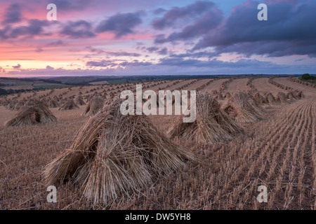 Moyettes de maïs pour les toitures, Devon, Angleterre. L'été (juillet) 2013. Banque D'Images