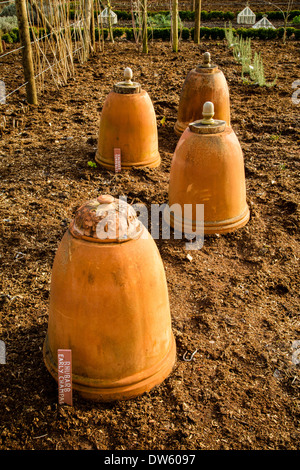 Cloches en terre cuite utilisé pour forcer le céleri et les poireaux rhubarbe dans un jardin de campagne anglaise UK Banque D'Images