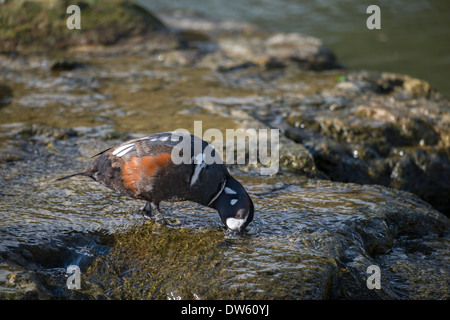 : Arlequin plongeur Histrionicus histrionicus. Homme, Drake. Banque D'Images