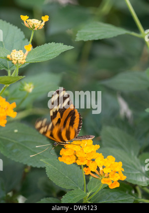 Tigre Tigre Heliconian Ismenius ou papillon Heliconius ismenius () Banque D'Images