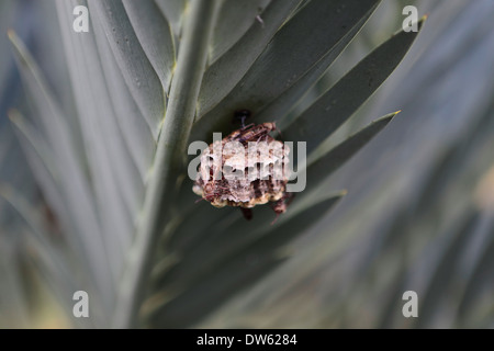 Les guêpes la construction d'une ruche sur la feuille d'un cycad encephalartos () Banque D'Images