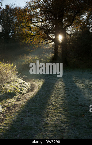 Frosty lumineuse journée d'automne à Dinefwr park, National Trust site dans l'ouest du pays de Galles. Banque D'Images