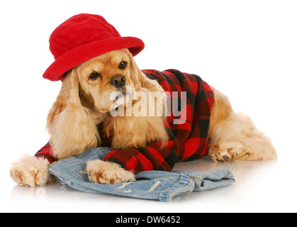 Cute dog wearing red hat et chemise à carreaux - Cocker américain Banque D'Images