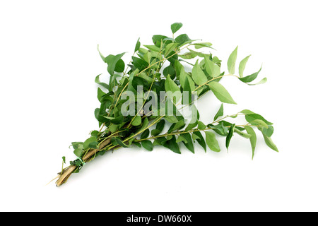 Un tas de feuilles de cari vert isolated on white Banque D'Images