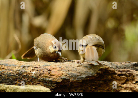 Belle White-browed Laughingthrush (Pterorhinus sannio) dans la forêt thaïlandaise Banque D'Images