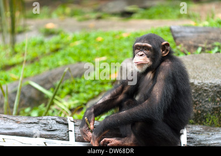 Le chimpanzé commun au Zoo de Singapour. Banque D'Images