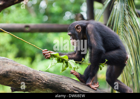 Le chimpanzé commun au Zoo de Singapour. Banque D'Images