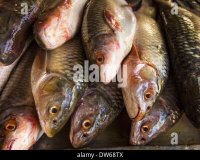 Mae Sot, Tak, en Thaïlande. 28 Février, 2014. Pour la vente du poisson sur le marché à Mae Sot. Mae Sot est sur la frontière entre la. Le marché est un mélange de Thaï et entreprises birmanes. © Jack Kurtz/ZUMAPRESS.com/Alamy Live News Banque D'Images