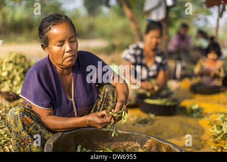 1 mars 2014 - Mae Sot, Thaïlande - Tak, les Birmanes haricots shell dans leur communauté dans la forêt juste au nord de Mae Sot. Mae Sot, sur le Thai-Myanmer (Birmanie) frontière, a une très grande population de migrants birmans. Certains sont des réfugiés qui ont quitté le Myanmar pour échapper à l'agitation civile et la persécution politique, d'autres sont ''réfugiés économiques'' qui sont venus en Thaïlande à la recherche d'un emploi et de meilleures opportunités. (Crédit Image : © Jack Kurtz/ZUMAPRESS.com) Banque D'Images