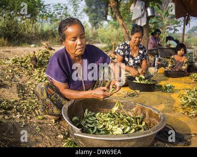 1 mars 2014 - Mae Sot, Thaïlande - Tak, les Birmanes haricots shell dans leur communauté dans la forêt juste au nord de Mae Sot. Mae Sot, sur le Thai-Myanmer (Birmanie) frontière, a une très grande population de migrants birmans. Certains sont des réfugiés qui ont quitté le Myanmar pour échapper à l'agitation civile et la persécution politique, d'autres sont ''réfugiés économiques'' qui sont venus en Thaïlande à la recherche d'un emploi et de meilleures opportunités. (Crédit Image : © Jack Kurtz/ZUMAPRESS.com) Banque D'Images