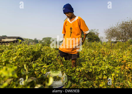 1 mars 2014 - Mae Sot, Tak, THAÏLANDE - Un homme birman haricots récoltes dans sa communauté dans la forêt juste au nord de Mae Sot. Mae Sot, sur le Thai-Myanmer (Birmanie) frontière, a une très grande population de migrants birmans. Certains sont des réfugiés qui ont quitté le Myanmar pour échapper à l'agitation civile et la persécution politique, d'autres sont ''réfugiés économiques'' qui sont venus en Thaïlande à la recherche d'un emploi et de meilleures opportunités. (Crédit Image : © Jack Kurtz/ZUMAPRESS.com) Banque D'Images