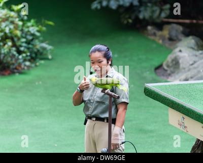 Un entraîneur des animaux montre un oiseau à l'auditoire au Parc des oiseaux de Jurong, à Singapour. Banque D'Images