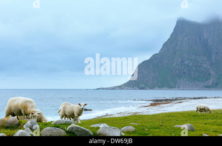 Troupeau de moutons près d'Haukland beach. Summer Fair view. (Norvège, îles Lofoten). Banque D'Images