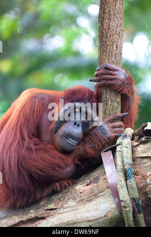 Orang-outan au Zoo de Singapour. Banque D'Images