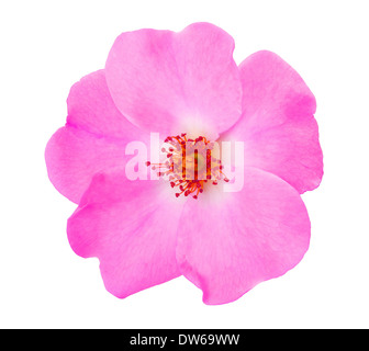 Rose pink flower isolated on white Banque D'Images