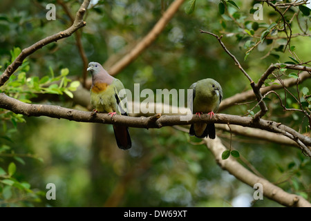 Belle à col rose (Green-Pigeon Treron vernans) possing sur branch Banque D'Images