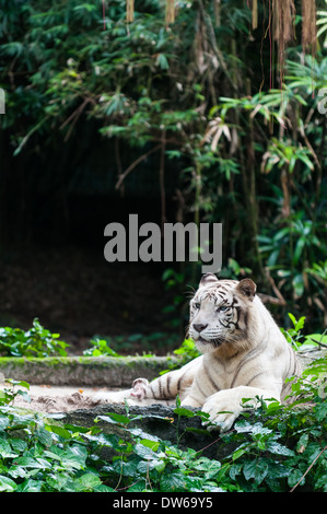 Tigre du Bengale au zoo de Singapour. Banque D'Images