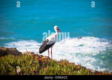 Stork sur une falaise à Côte ouest du Portugal. Plan horizontal Banque D'Images