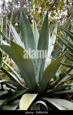 Agave americana alcatraz prison jardins jardin côté ouest de l'île pénitentiaire couleur coloré couleur désert succulentes Plantes Plantes Banque D'Images