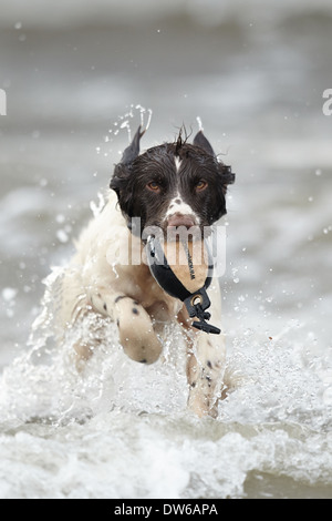 English springer spaniel chien récupérer un mannequin de formation à partir de l'eau Banque D'Images