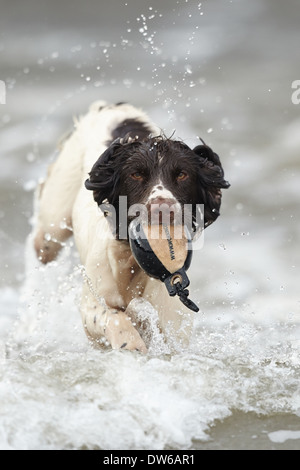 English springer spaniel chien récupérer un mannequin de formation à partir de l'eau Banque D'Images
