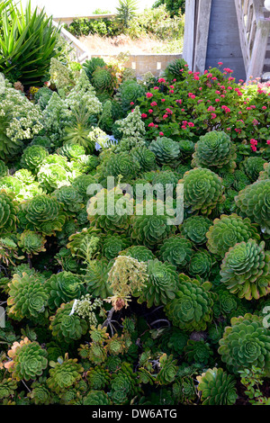 Jardin d'Alcatraz aeonium cactées plantes grasses la plantation des plantes de l'île pénitentiaire prison régime couleur coloré couleur Banque D'Images