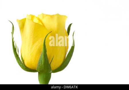 Rose jaune sur blanc Banque D'Images