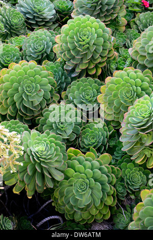 Jardin d'Alcatraz aeonium cactées plantes grasses la plantation des plantes de l'île pénitentiaire prison régime couleur coloré couleur Banque D'Images