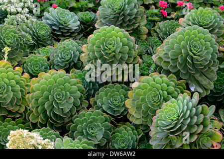 Jardin d'Alcatraz aeonium cactées plantes grasses la plantation des plantes de l'île pénitentiaire prison régime couleur coloré couleur Banque D'Images